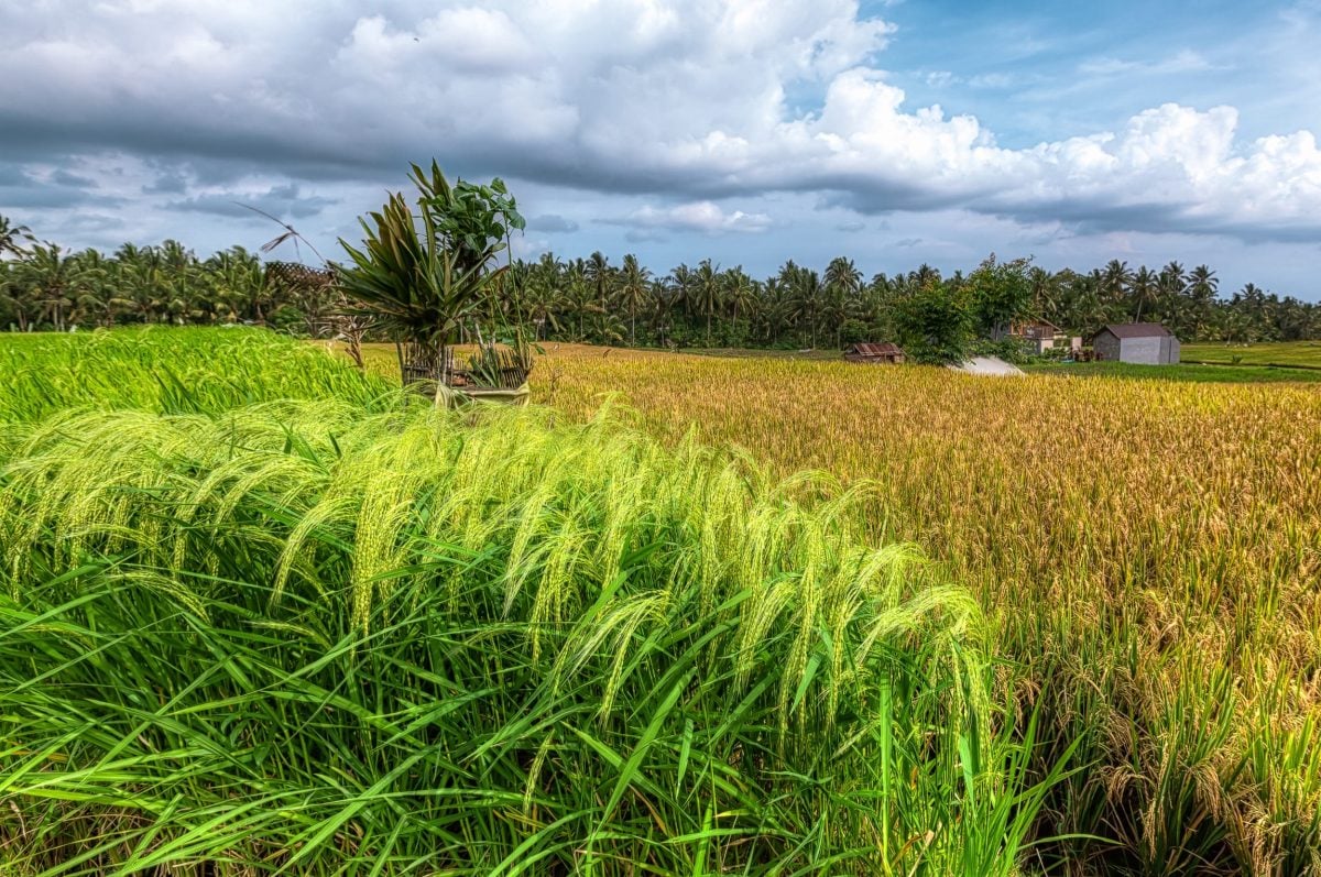 Bali Rice Fields, ready for harvest. HDR Photo