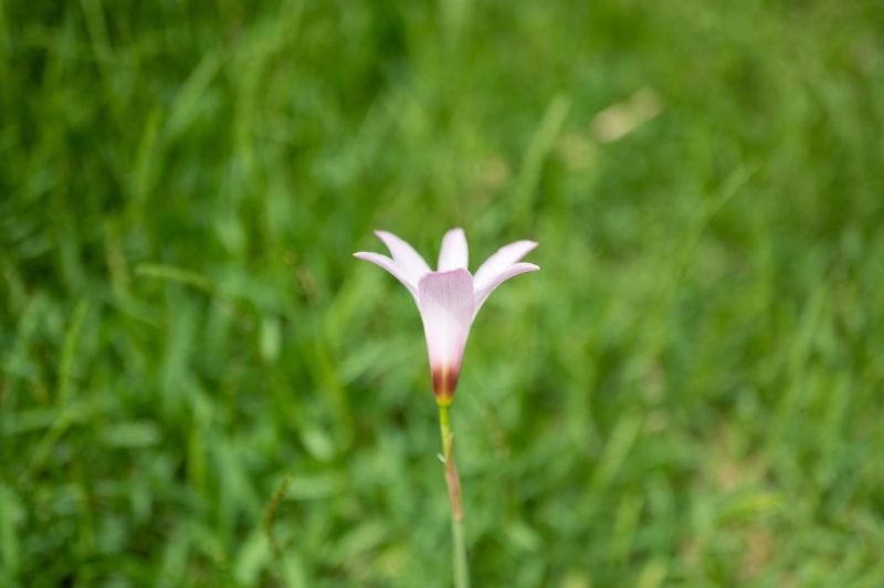 Bokeh sample photo of a solo flower.
