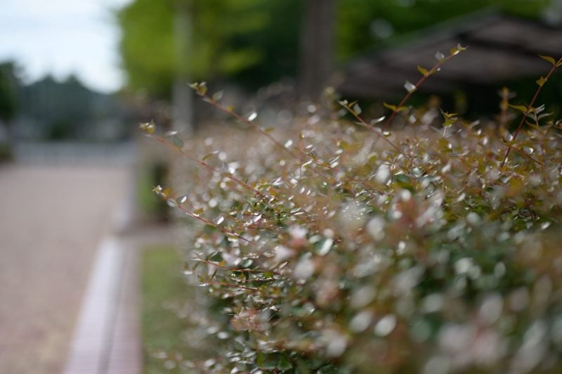 Bokeh sample photo, leaves with specular highlights.