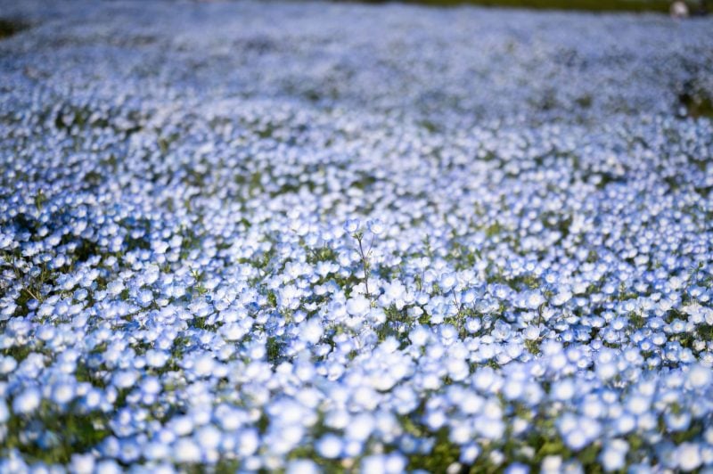 Unedited photo of a field of flowers.