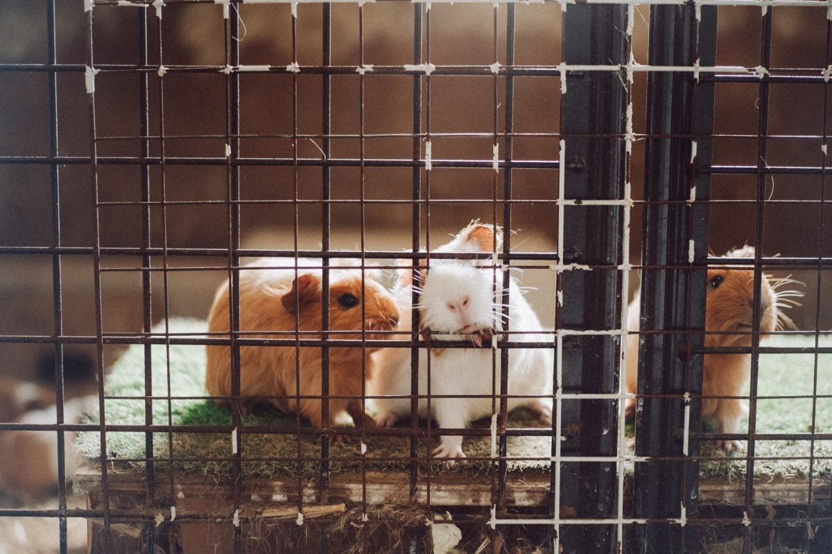 Guinea pigs playing.