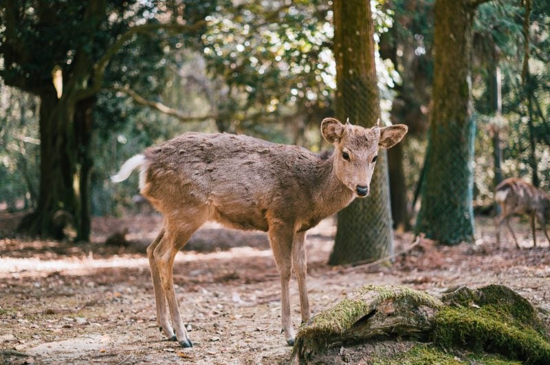 Bokeh Sample of a Deer in Nara Japan