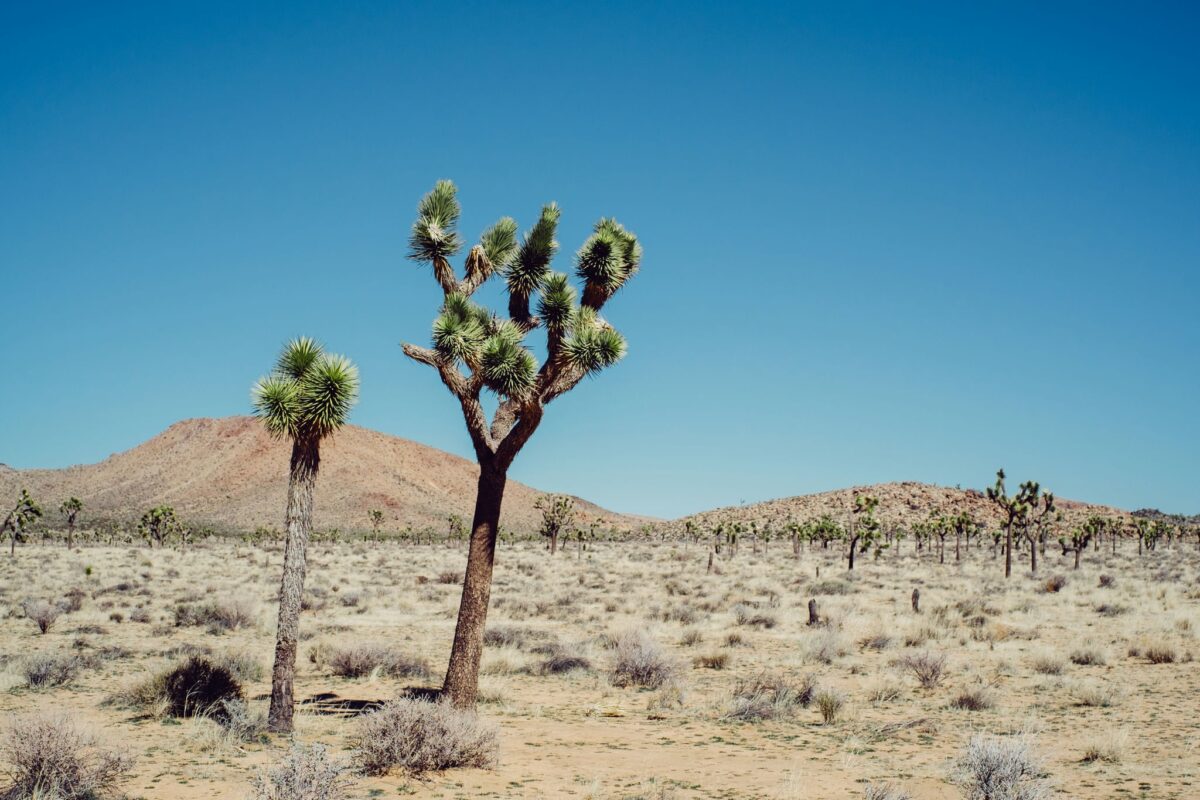 Joshua Tree - Fujifilm XT1 | Alik Griffin